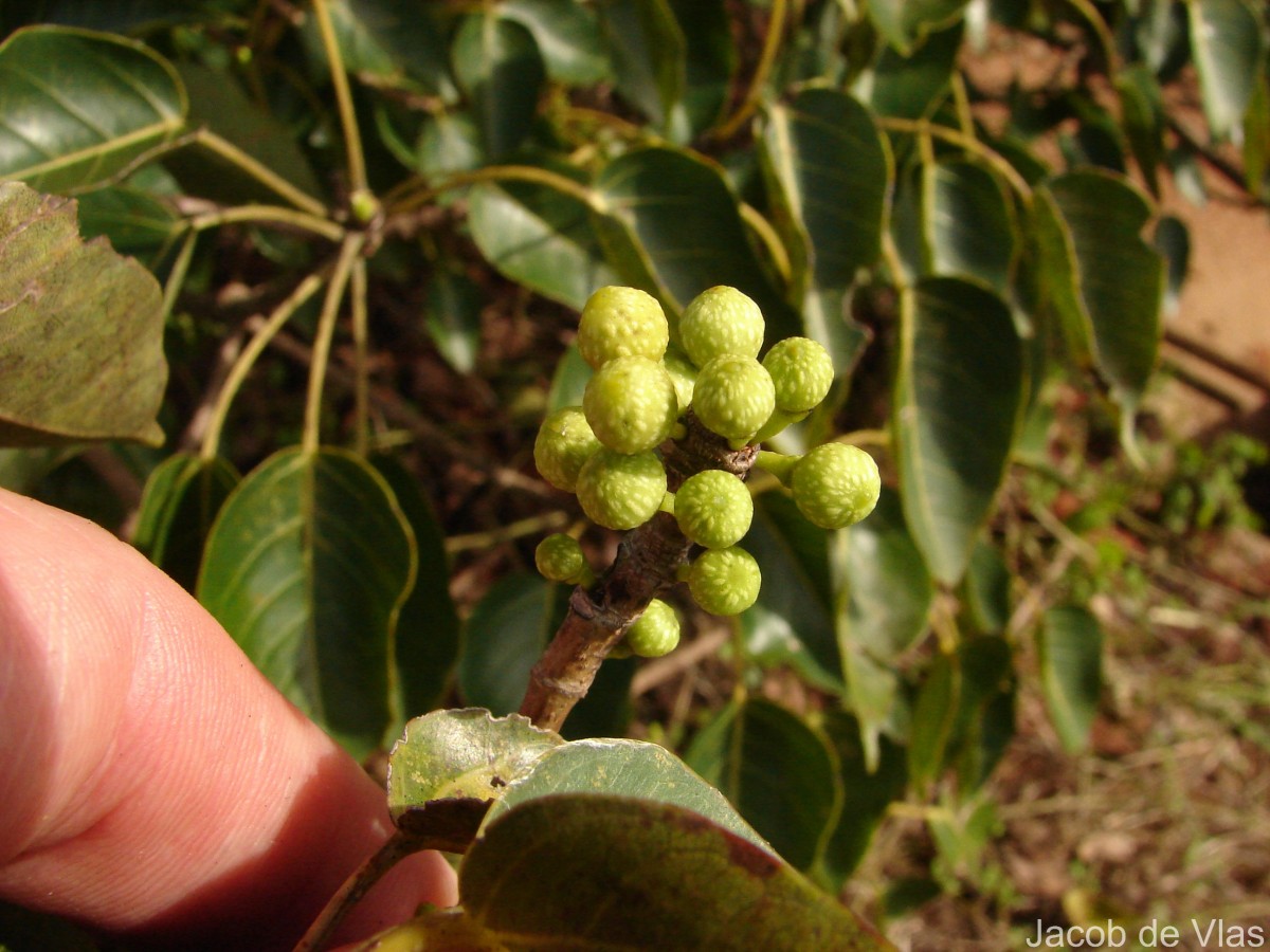 Ficus arnottiana (Miq.) Miq.